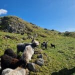 Kjellnes Hidra Villsau 2